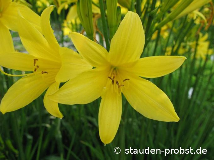 Hemerocallis lilioasphodelus - Frühe Wiesentaglilie