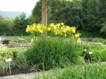 hemerocallis-lilioasphodelus-4