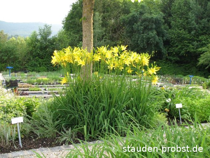 Hemerocallis lilioasphodelus - Frühe Wiesentaglilie