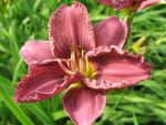 hemerocallis-little-grapette