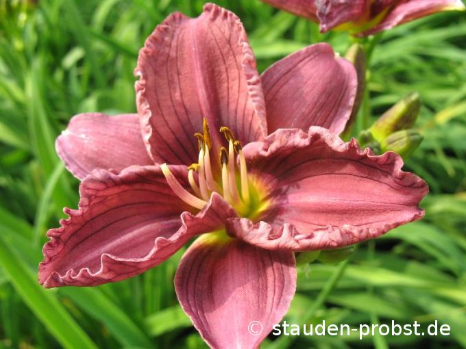 Hemerocallis 'Little Grapette' - Taglilie