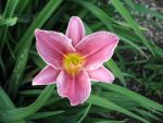 hemerocallis-little-lavender-lace