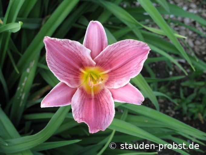 Hemerocallis 'Little Lavender Lace' - Taglilie
