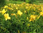 hemerocallis-look-2
