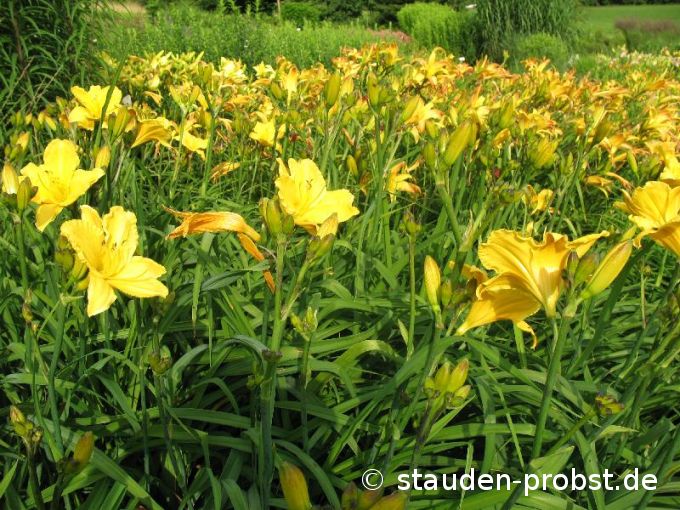 Hemerocallis 'Look' - Taglilie