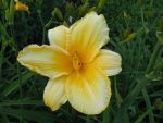 hemerocallis-look