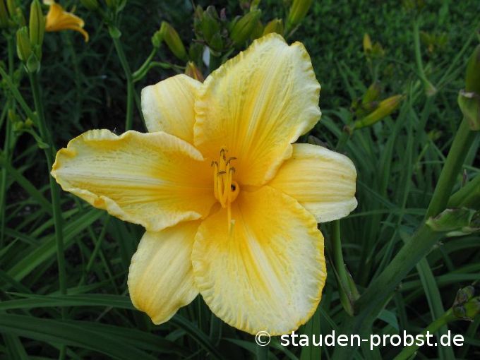 Hemerocallis 'Look' - Taglilie
