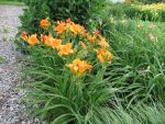 hemerocallis-mauna-loa-2