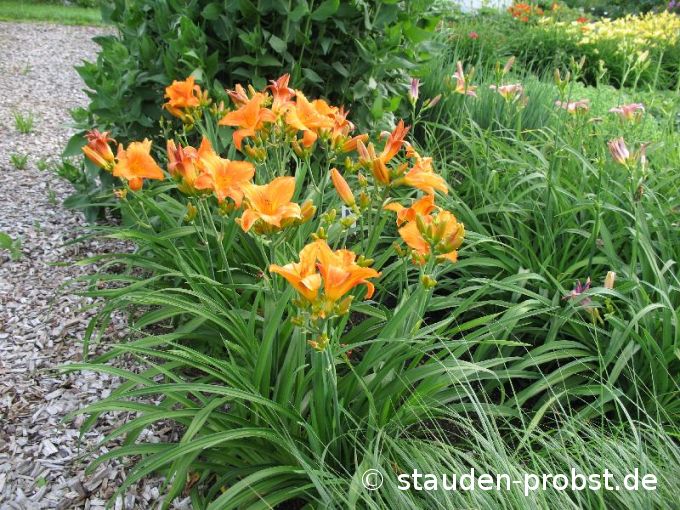 Hemerocallis 'Mauna Loa' - Taglilie
