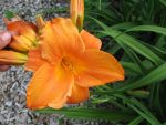 hemerocallis-mauna-loa