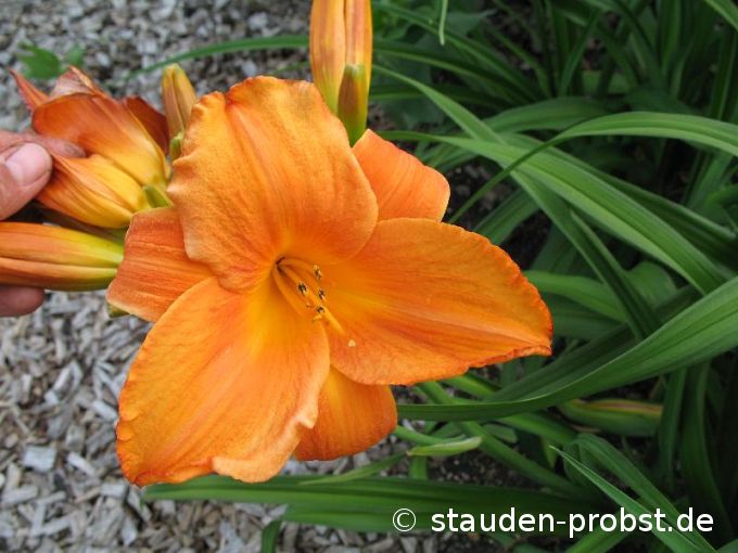 Hemerocallis 'Mauna Loa' - Taglilie