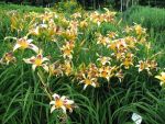 hemerocallis-maustotschmatzer-2