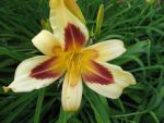 hemerocallis-maustotschmatzer