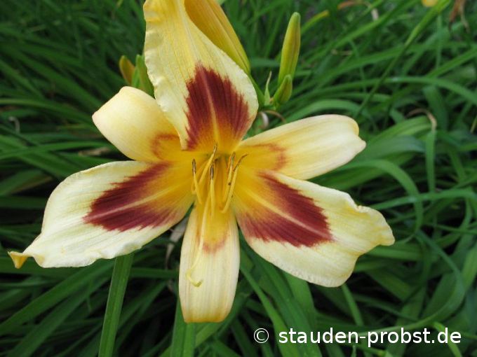Hemerocallis 'Maustotschmatzer' - Taglilie