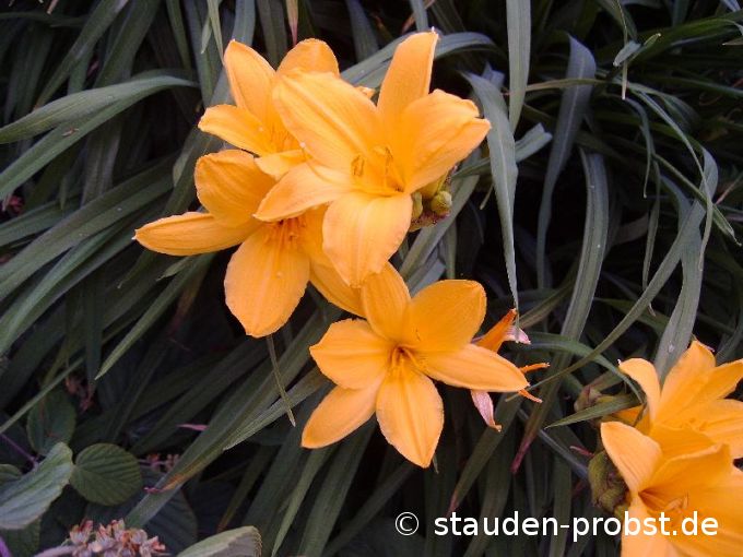 Hemerocallis middendorfii - Taglilie