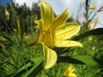 hemerocallis-minor-4
