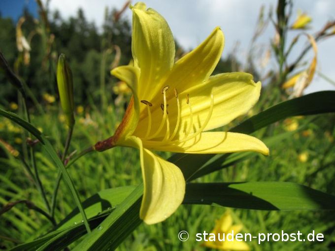 Hemerocallis minor - Zwerg Taglilie