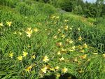 hemerocallis-minor-5