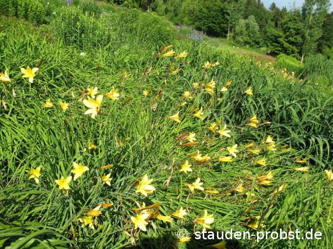 Hemerocallis minor - Zwerg Taglilie