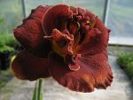 hemerocallis-night-ember-2