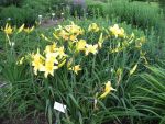 hemerocallis-northbrook-star-2