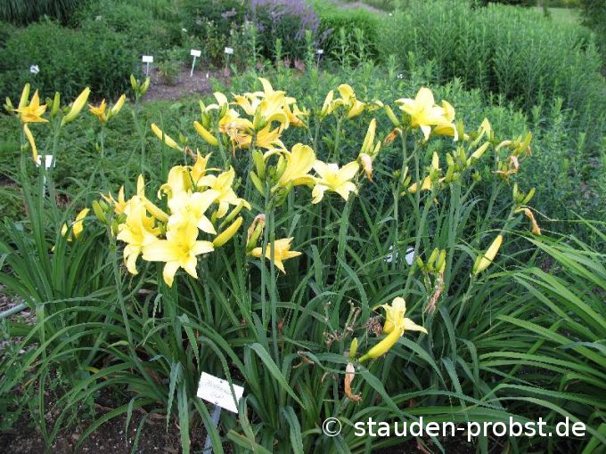 Hemerocallis 'Northbrook Star' - Taglilie