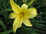 hemerocallis-northbrook-star
