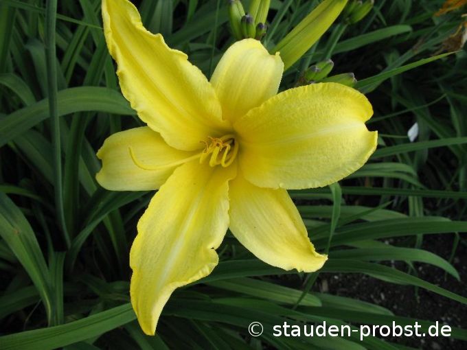 Hemerocallis 'Northbrook Star' - Taglilie