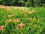 hemerocallis-pink-damask-2