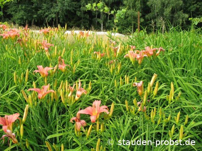Hemerocallis 'Pink Damask' - Taglilie