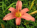hemerocallis-pink-damask