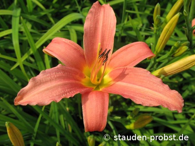 Hemerocallis 'Pink Damask' - Taglilie