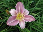 hemerocallis-prairie-blue-eyes-2