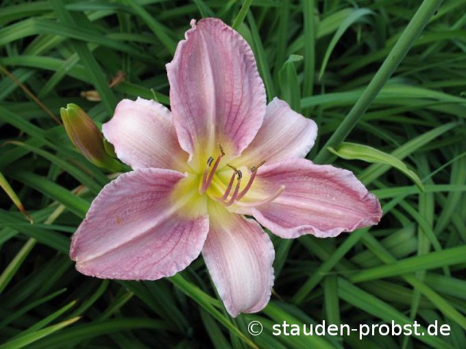 Hemerocallis 'Prairie Blue Eyes' - Taglilie