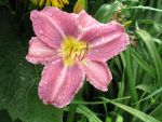 hemerocallis-prairie-blue-eyes