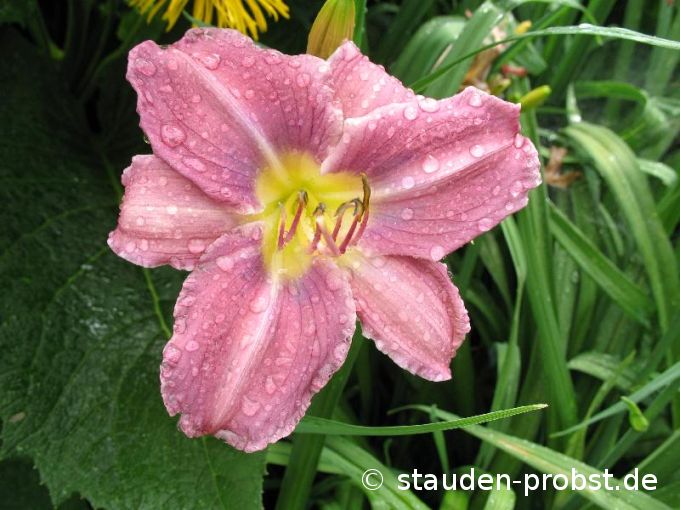 Hemerocallis 'Prairie Blue Eyes' - Taglilie
