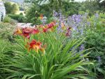 hemerocallis-rebel-thunder-2