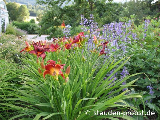 Hemerocallis 'Rebel Thunder' - Taglilie