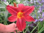 hemerocallis-rebel-thunder