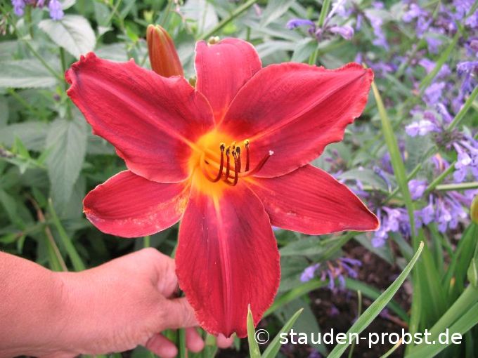 Hemerocallis 'Rebel Thunder' - Taglilie