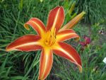hemerocallis-resplendent-2