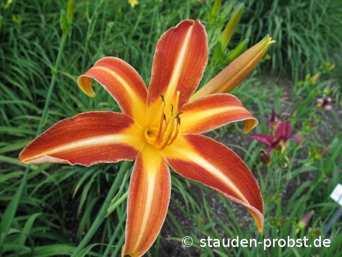 Hemerocallis 'Resplendent' - Taglilie