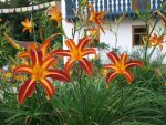 hemerocallis-resplendent