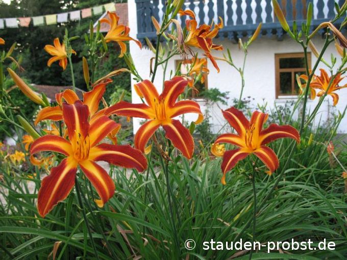 Hemerocallis 'Resplendent' - Taglilie