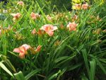 hemerocallis-rose-of-avalanche-2