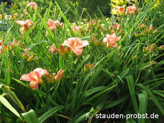 Hemerocallis 'Rose of Avalanche' - Taglilie