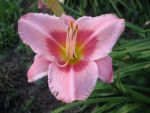 hemerocallis-rose-of-avalanche