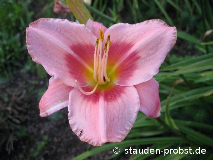 Hemerocallis 'Rose of Avalanche' - Taglilie