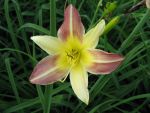 hemerocallis-rotzletschnbene