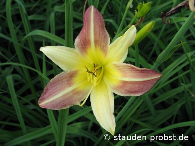 Hemerocallis 'Rotzletschnbene' - Taglilie
